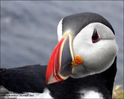 Comment se nomme cet animal ?