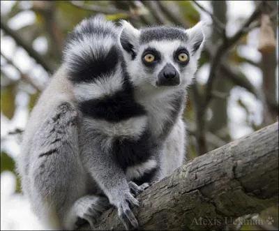 Comment se nomme cet animal ?