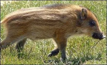 Comment se nomme cet animal ?