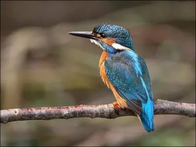 Comment se nomme cet animal ?