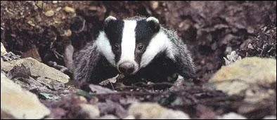 Comment se nomme cet animal ?