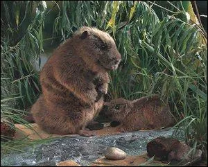 Comment se nomme cet animal ?