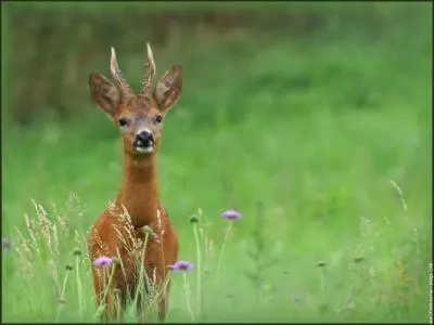 Comment se nomme cet animal ?