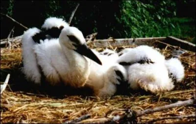 Comment se nomme cet animal ?