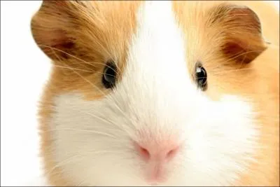 Comment se nomme cet animal ?