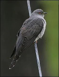 Comment se nomme cet animal ?