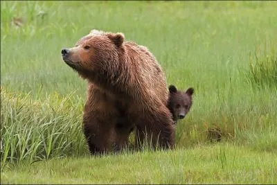Le grizzly mange de l'herbe, comme un mouton !