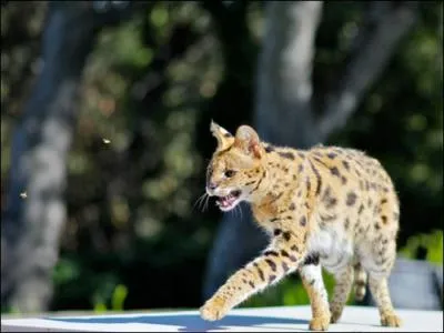 Il hante les plaines africaines !