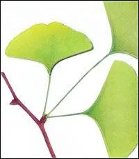 Qu'est-ce que c'est ?