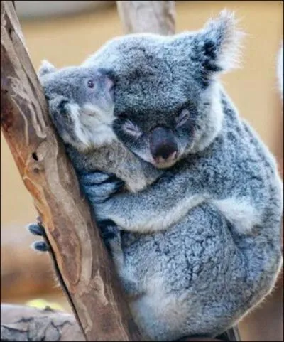 L'amour d'une maman panda !