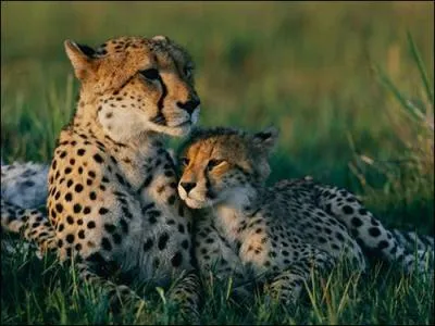 Une mre lopard et son bb !