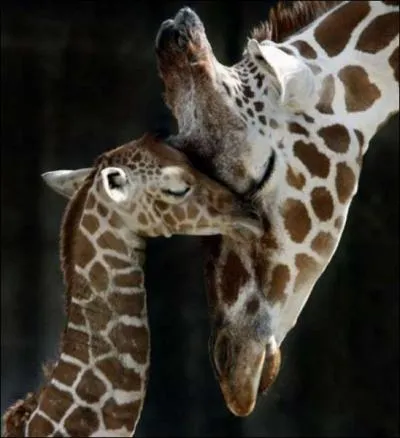 Elle dplie sept vertbres cervicales pour lui faire un bisou !