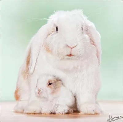 Un signe astrologique et un lapin !