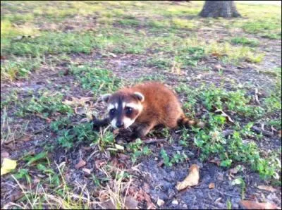 C'est un b�b� petit panda !
