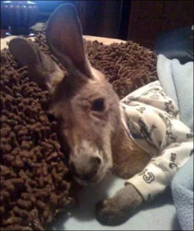 Pensez-vous qu'il soit possible de faire des �neries au lit avec lui ?