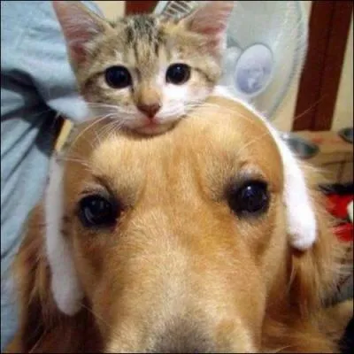 Le chat peut m�cher ses aliments !