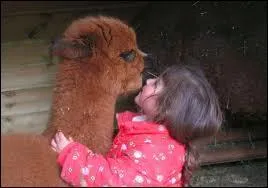 Elle l'aime, son alpaga !