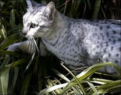 Le mau est un chat d'une race trs ancienne, il vient ...