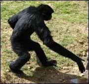 Ses grands bras et surtout son cri sont typiques, il vit ...