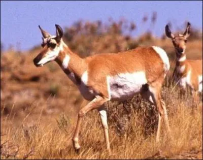 On l'appelle l'antilope pronghorn, elle est la seule antilope de ce continent !
