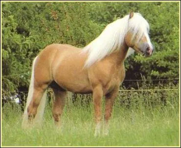 Quelle est la robe de ce cheval ?