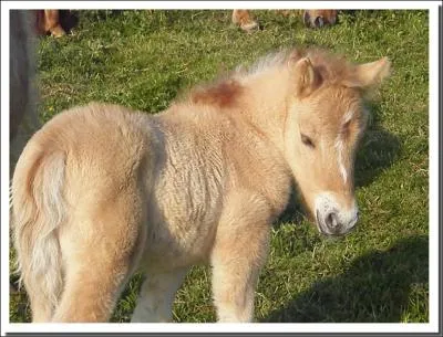 Quelle est la robe de ce cheval ?