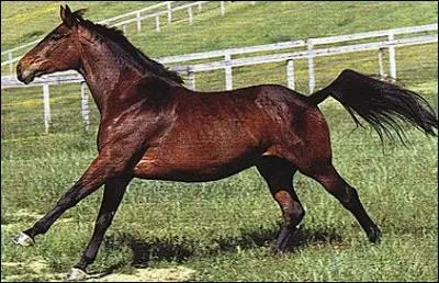 Quelle est la robe de ce cheval ?