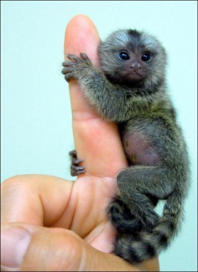 Il vit dans la fort amazonienne, c'est le plus petit singe du monde !