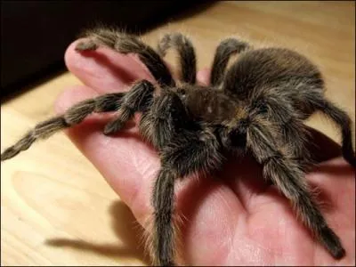 On peut l'observer en Guyane !