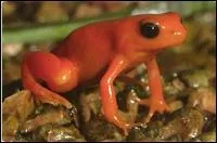 On les trouve en Amrique latine, elles ont des couleurs clatantes ...