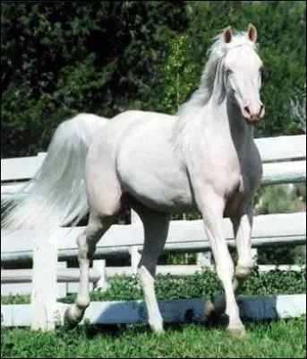 Quelle est sa robe ?