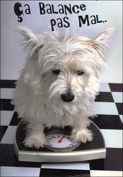 Quel couple pouvait-on entendre chanter 'a balance pas mal  Paris', dans les annes 80 ?