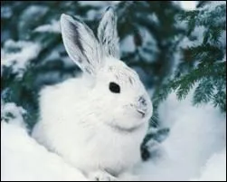 Quel est cet animal ?