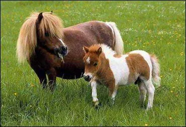 Quelle est la plus petite race de chevaux ?