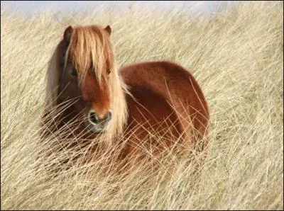 Laquelle de ces races est une race de poney ?
