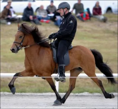 Quelle race a le tlt comme allure ?