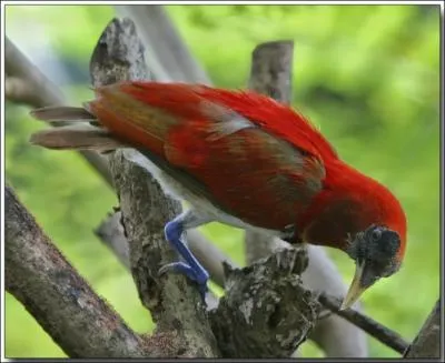 Celui-ci est un pic africain !