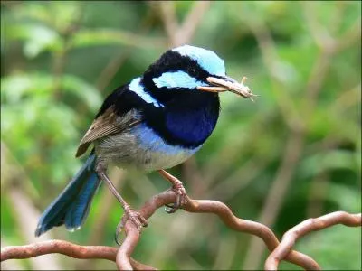 Celui-ci est bien videmment un oiseau de paradis !