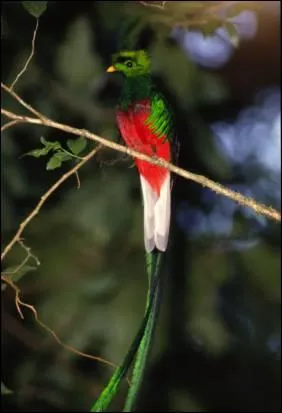 Ce paradisier orne les coiffures des papous !