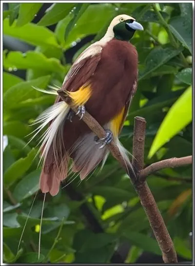 Cet oiseau est en fait un pigeon de Guyane :