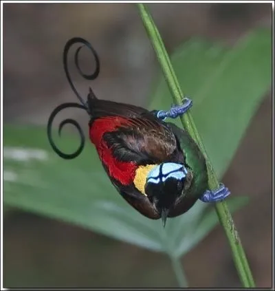 Vous ne vous trompez pas, c'est un paradisier !