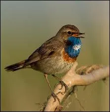 Quel est cet oiseau de la famille des passereaux frquent en Europe ?
