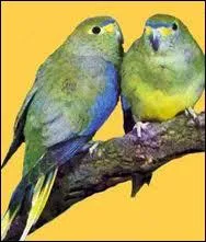 Ces perruches vnustes originaires d'Australie et de Tasmanie sont galement appeles :