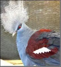 Encore une tte couronne ! C'est un ... . .