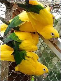 Ces psittacids vivent dans les forts tropicales d'Amrique du sud :