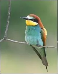 Quel drle de gupier ! Mais quel gupier ?