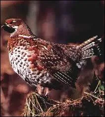 Reconnaissez-vous ce petit gallinac sauvage ?