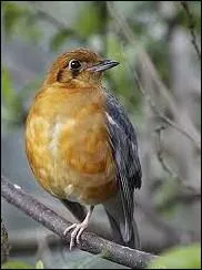 Vu sa couleur ! Cette grive ne vit pas dans les vignes ... .