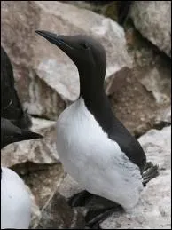 Cet oiseau marin pouvant plonger jusqu' 30 m de profondeur et nidifiant sur les ctes bretonnes est un :
