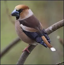 La force d'crasement exceptionnelle du bec de cet oiseau  t valu  26 Kg :